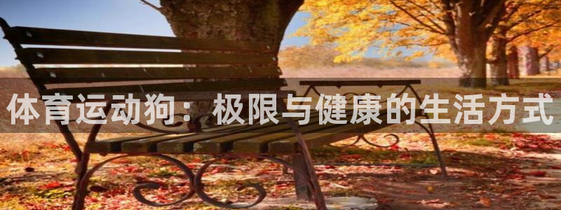 佛山市南海意昂4机电仪器有限公司：体育运动狗：极限与健康的生活方式